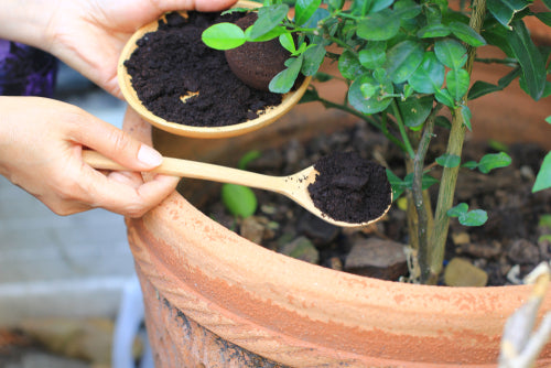 How To Compost Coffee Grounds