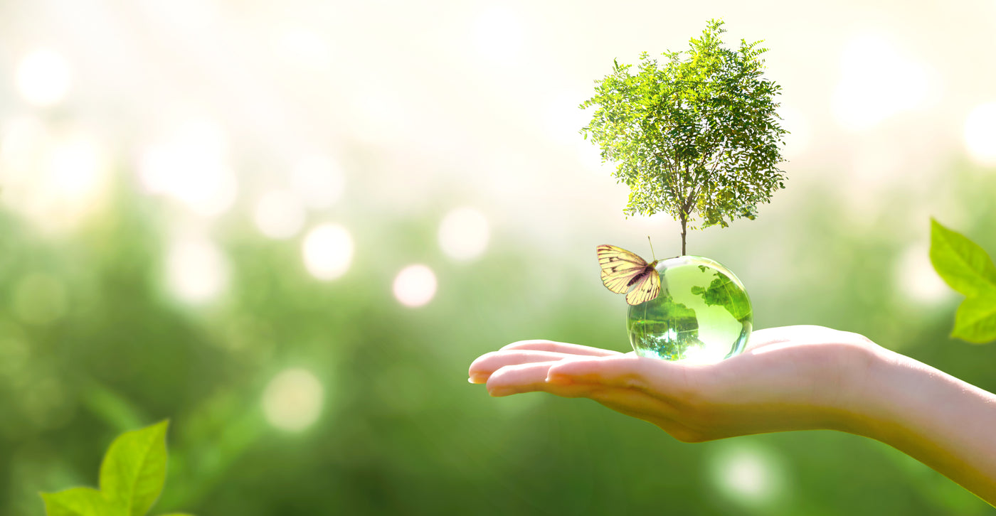6 Effective Ways To Be Sustainable At Home