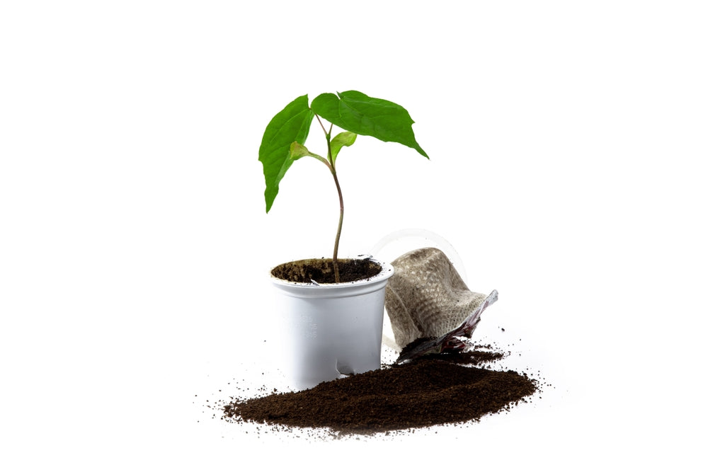 Difference Between Compostable, Biodegradable, & Recyclable Pods