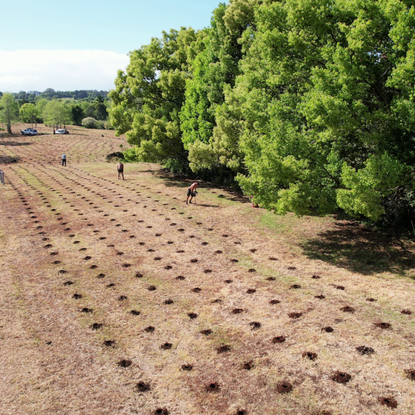 ReForest Now Planting Image